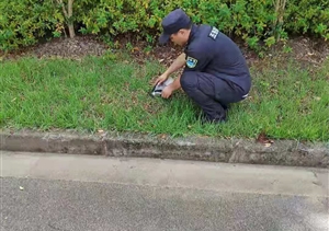 宗保隊員及時救助受傷的國家級保護動物黑翅鳶